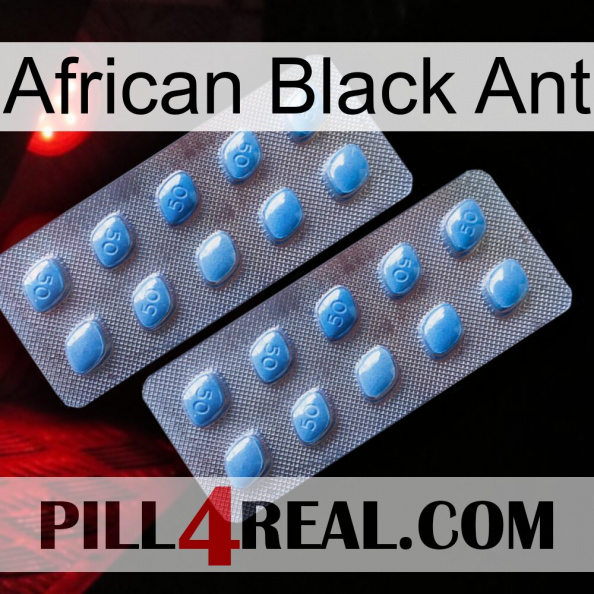 African Black Ant viagra4.jpg